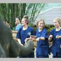 Thai Elephant Home Preview